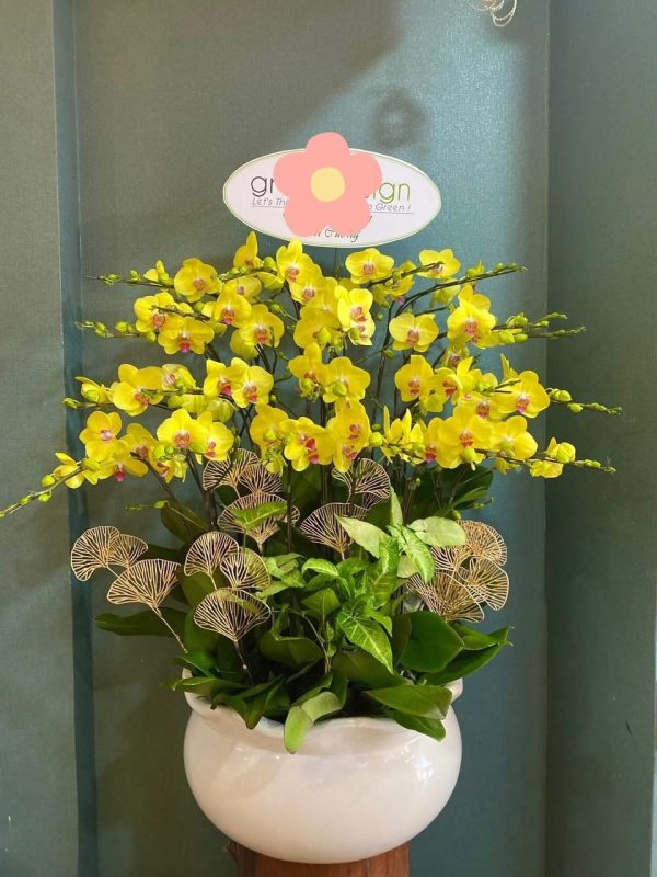 Hoa Lan Hồ Điệp-003