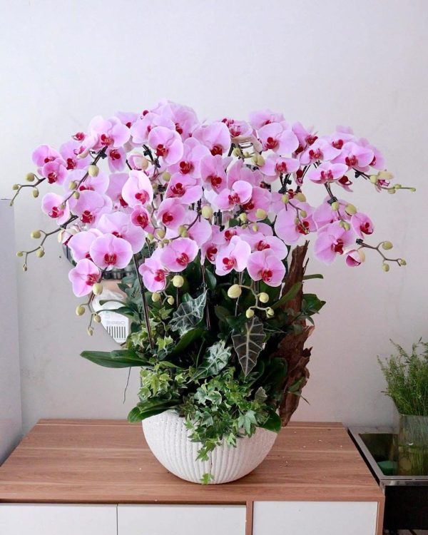 Hoa Lan Hồ Điệp-004