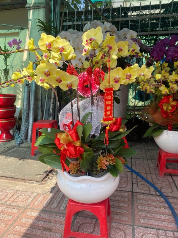 Hoa Lan Hồ Điệp-005