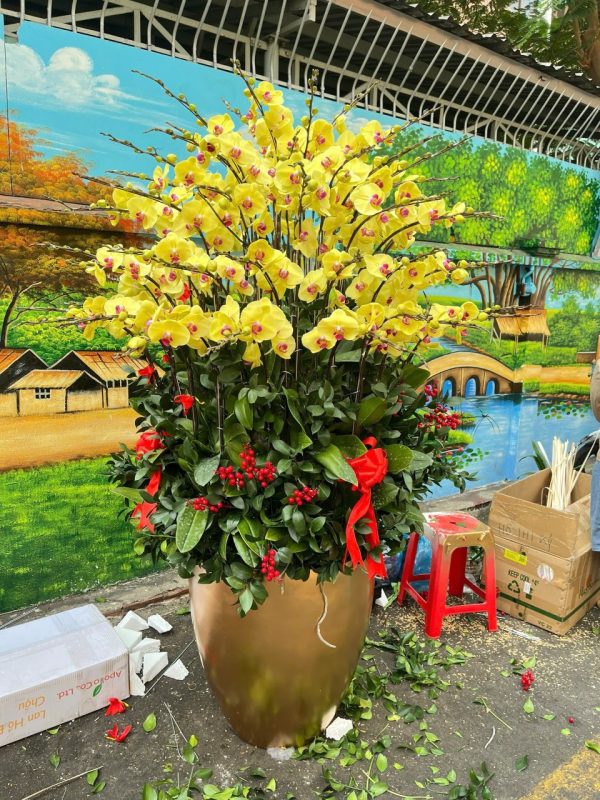 Hoa Lan Hồ Điệp-006
