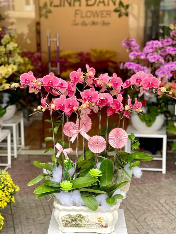 Hoa Lan Hồ Điệp-010