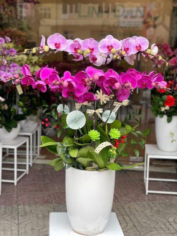 Hoa Lan Hồ Điệp-011
