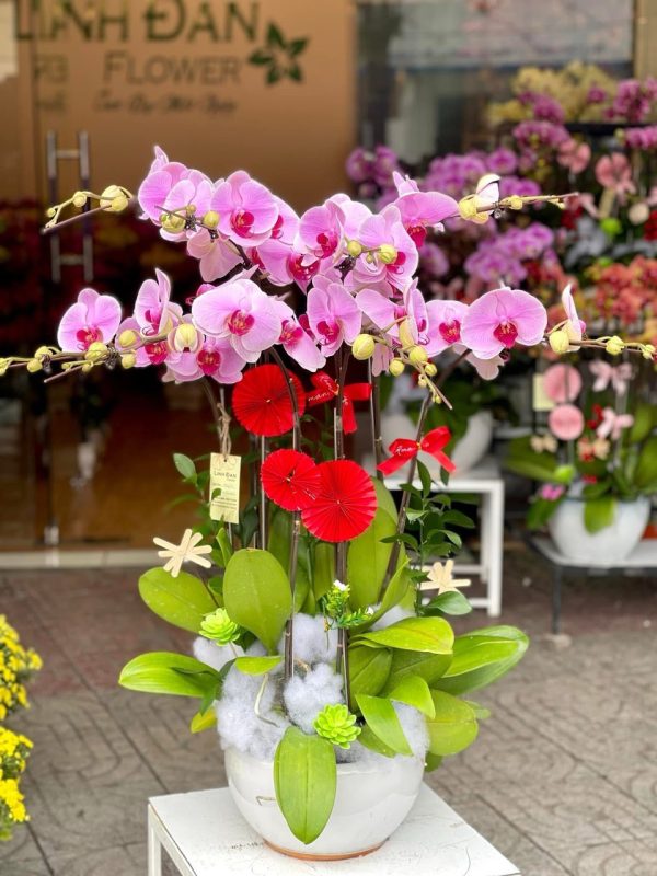 Hoa Lan Hồ Điệp-012