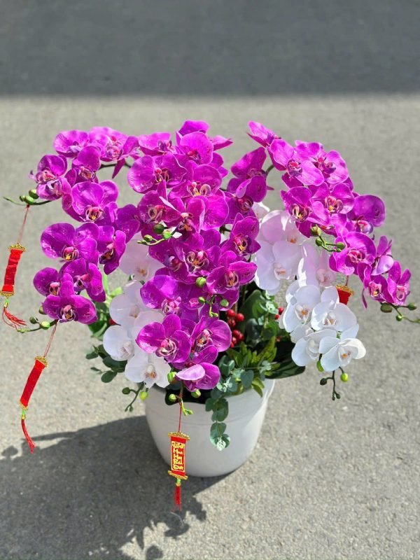Hoa Lan Hồ Điệp-013