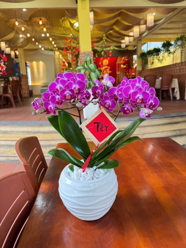 Hoa Lan Hồ Điệp-014
