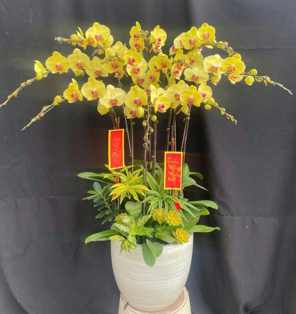 Hoa Lan Hồ Điệp-015