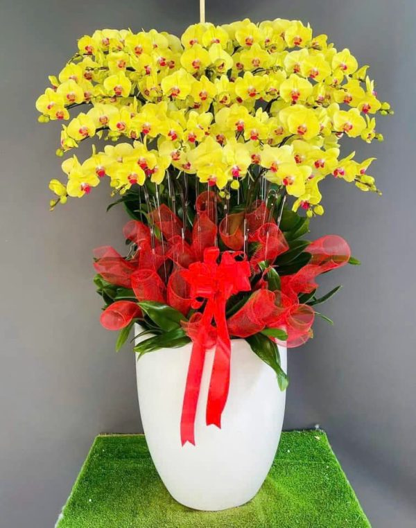Hoa Lan Hồ Điệp-019